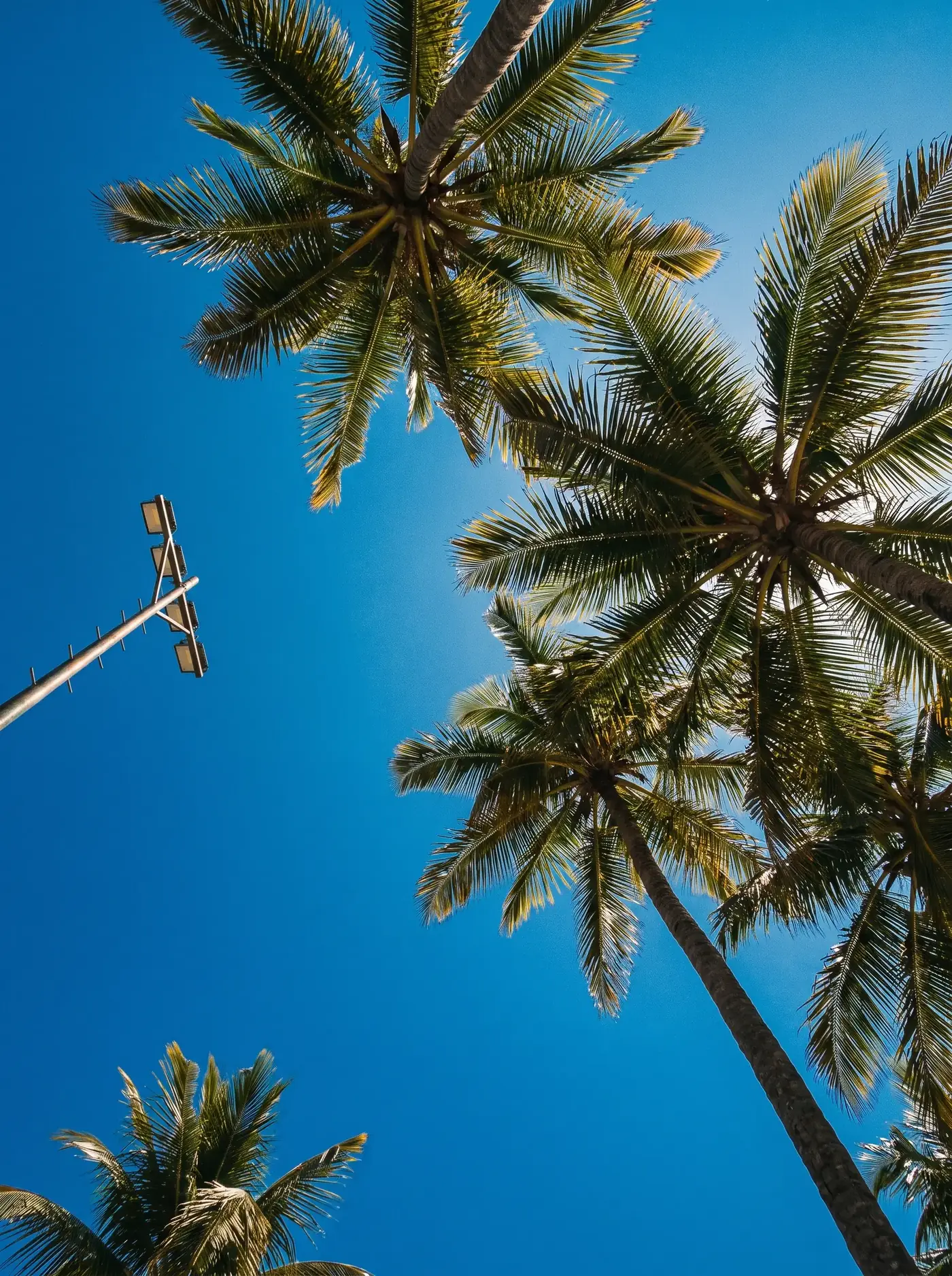 Coqueiros contra o céu azul, vistos de baixo